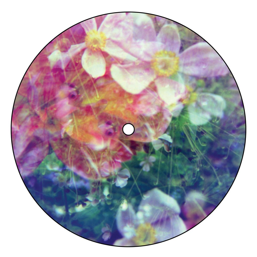 We Are The Dreamers Picture Disc The Stargazer Lilies